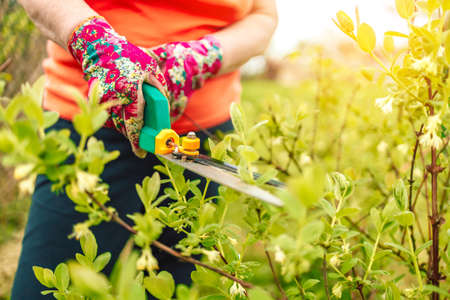 Gardener in working protective rubber gloves cutting bushes with hedge trimmer in garden.の写真素材