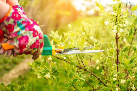 Close up of woman gardener hands in working protective rubber gloves with gardening scissors cutting...