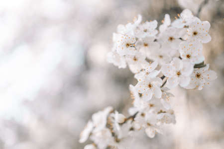 Closeup of a white apple blossom blooming in spring in a garden against a blue sky.の写真素材