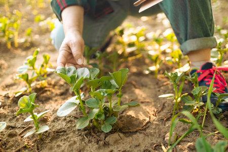 Woman farmer using tablet to control in planting. Smart farming, agriculture industry technology...