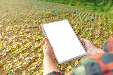 Farmer soy plantation checking quality by tablet agriculture at sunset.