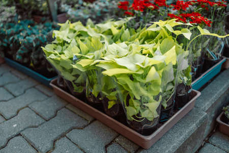 Florist shop with flowers of exotic plants on the shelves. Blossoming outdoor plants stand in racks before market or store in glasshouseの写真素材