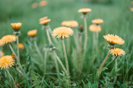 Blooming yellow dandelions in spring. Blurred summer nature background. Yellow flower background.の写真素材