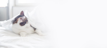 Cute gray striped kitten. Beautiful striped kitten lie on soft white blanket. Cozy home with pet...