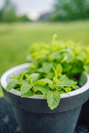 Fresh mint leaves grow in a pot in a greenhouse. Home gardening.の写真素材