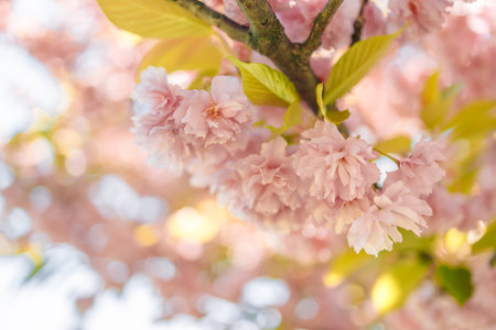 Magical scene with cherry flowers and magic sparks. Beautiful nature spring background. Photo toned...