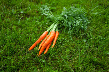 Fresh orange carrots on a green grass banner background. Free space for your text.