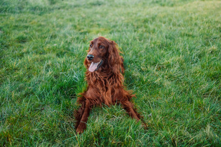 Happy Irish setter dog with open mouth lying on a nature green grass and looking away in summer...