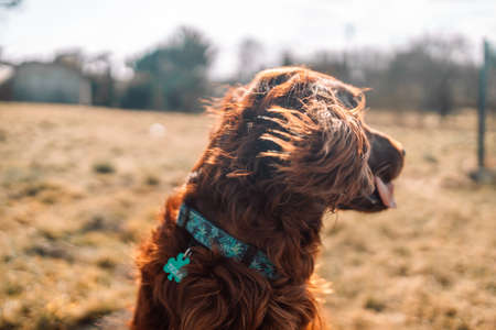 red dog Irish setter in summer, lying in the Park on the grassの写真素材