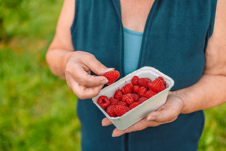 Farmer woman picking up fresh big raspberries. Summer harvest. Raspberry harvesting. Healthy...