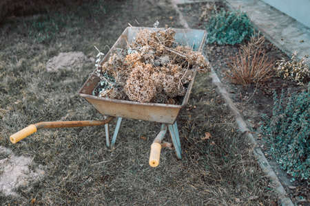 A wheelbarrow with weeds stands in the garden against the background of vegetable beds.の写真素材