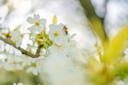 Springtime flowering branches and a bee with copy space bannerの写真素材