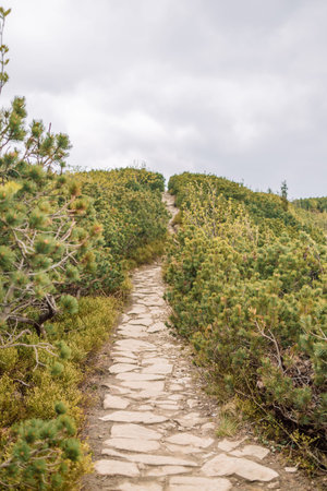 View of mountain trail for hiking and spring green pine forest, landscape, Tatra Mountains,...