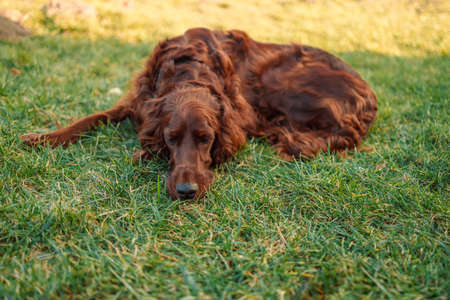 Unhappy red Irish Setter dog lying down in green grass with blurry background lying in the park on the grassの写真素材