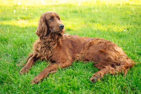 Beautiful Irish Setter dog is lying, relaxing on green grass background outdoors.の写真素材