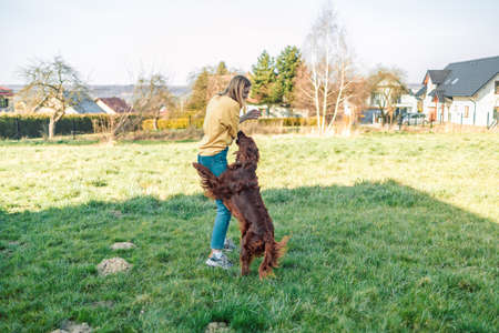 Young woman playing with Irish Setter dog outdoors in the park. Attractive young blonde 30s woman with Irish Setter doggy outdoors.の写真素材