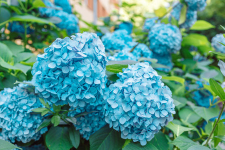 Spring or summer floral composition made of fresh blue hydrangea flowers on light pastel background....