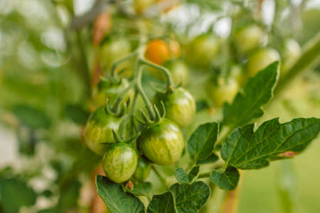 Closeup of cluster of ripe red plum tomatoes in green foliage on bush. Growing of vegetables in greenhouse.の写真素材