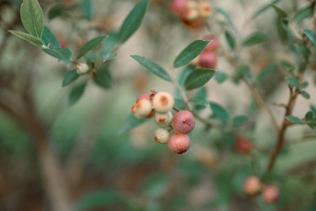 Ripe red blueberries on a american blueberry bush on a nature background.