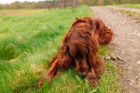 Portrait of brown cute Irish Setter dog on green grass in the park.の写真素材