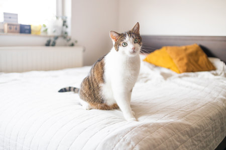 Cute straight grey tabby cat sits on bed and looking at the camera in soft morning light. High quality photoの写真素材
