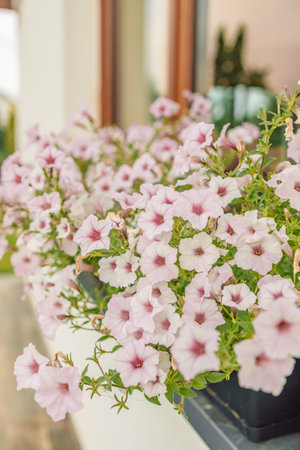 Beautiful style window and flower box with light summer flowers in Polandの写真素材