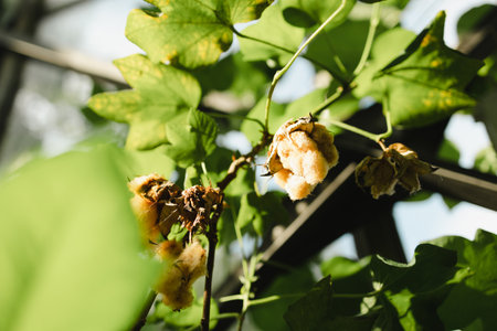 Cotton branch of plant flower on plant tree in natureの写真素材