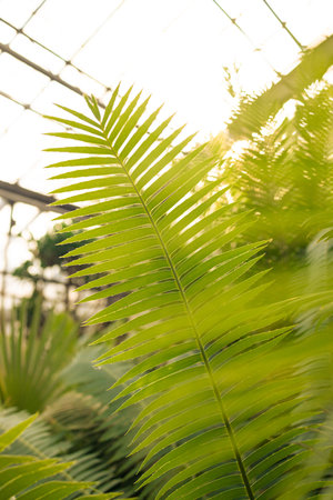 Palm tree branch in the tropics under the open sky. High quality photo