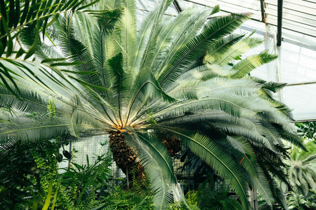 Inside greenhouse with tropical plants, rainforest vegetation. Botanical conservatory interior with evergreen tropic palms and fern.の写真素材