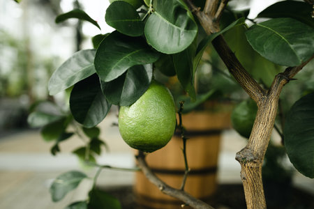Nature eco green Lemons tree in the garden with daylight. High quality photoの写真素材