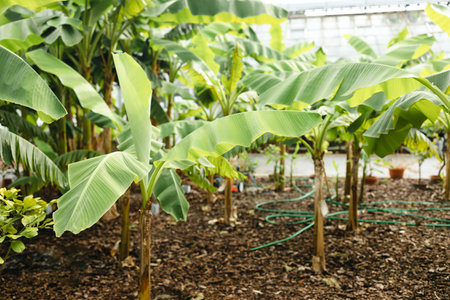 Nature eco banana tree plantation and sunshine in Thailandの写真素材