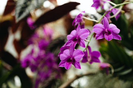 Orchid flower in orchid garden, Orchid flower bloom. High quality photoの写真素材