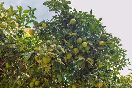 Orange trees in Valencia, Spain