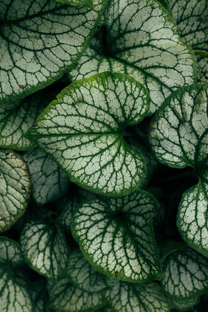 Sterling Silver leaves. Abstract green leaf texture, nature backgroundの写真素材