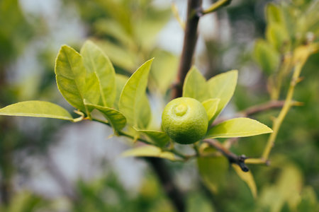 Green lemon on the tree blurred green background, an excellent source of vitamin C. Blurred green...