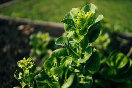Green Lettuce leaves on garden beds in vegetable field. Gardening background with green Salad plants in open ground, closeup. Lactuca sativa green leaves, close up. Leaf Lettuce in garden bed.の写真素材