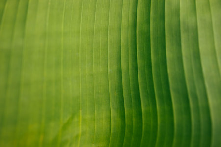 Texture background of backlight fresh green Leaf.