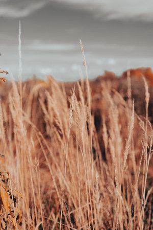 Dry plants and harvest field during sunset, orange and golden autumn colors, nature background