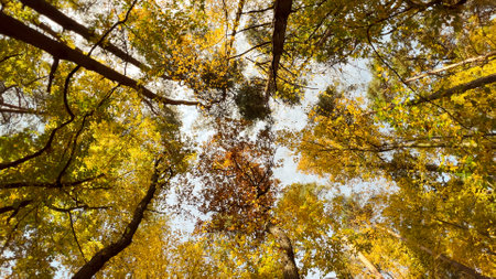 Variety crowns of the trees in the spring forest against the blue sky with the sun. Bottom view of the trees. High quality photoの写真素材
