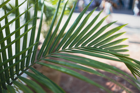Beautiful green coconut leaf abstract green striped nature background