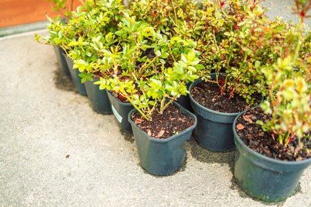 Flower seedlings in black plastic pots stand in a row on a gray terrace, preparing seedlings for planting in springの写真素材