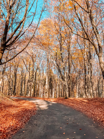 Autumn forest scenery with road of fall leaves gold foliage. Footpath in scene autumn forest nature....
