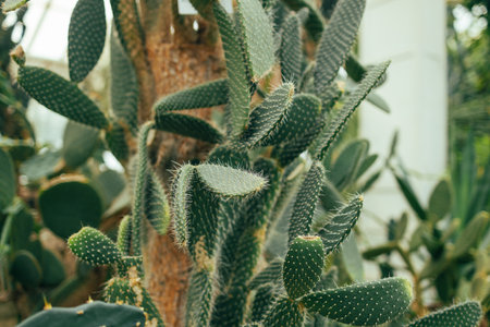 Beautiful big cactus growing in sand botanical greenhouseの写真素材