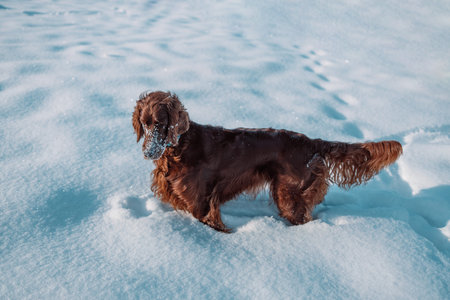 Cute and funny Irish Setter dog playing and jumping in the snow. Happy dog having fun with...