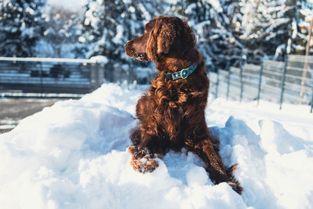 Cute and funny Irish Setter dog playing and jumping in the snow. Happy dog having fun with...