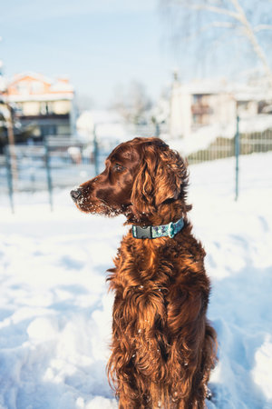 Cute and funny Irish Setter dog playing and jumping in the snow. Happy dog having fun with snowflakes. Outdoor winter happiness. puppy enjoy the cold winter morning in the nature.の写真素材