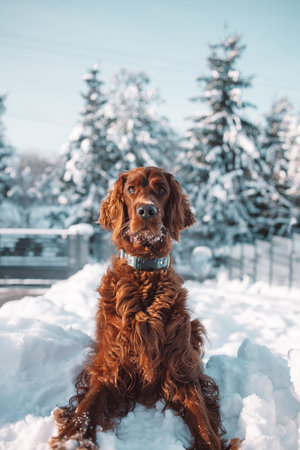 Active happy Irish Setter dog playing in the snow on the nature in winter park in freezy winter...