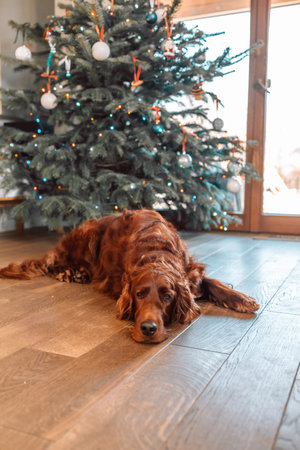 Merry Christmas and Happy New Year. Cheerful Irish Setter lying down near Christmas tree is waiting...