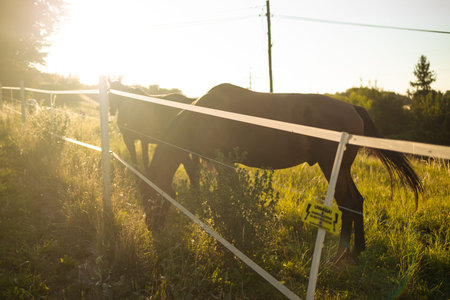 Red horse with long mane in flower field, walking in a field at sunrise.