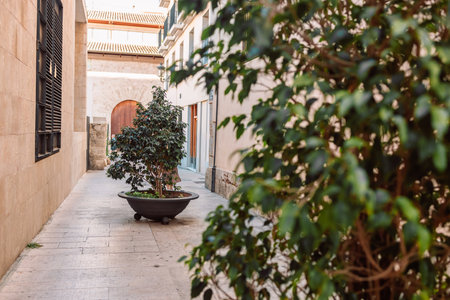 Mini trees in flower pots on a cozy old street in the old town of Valencia, Spain. Resting place.Narrow and picturesque streets of old town.の写真素材